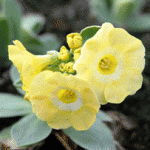Gartenaurikel - Primula auricula Lucky Locket