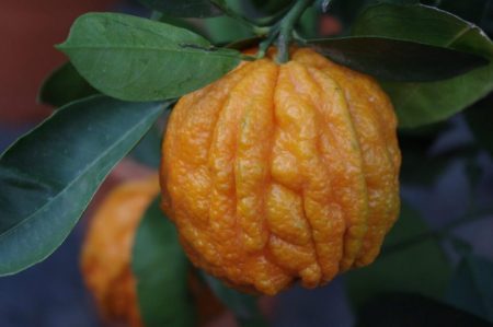 Von Tageslicht und Pflanzen, die mehr davon brauchen | Das Journal