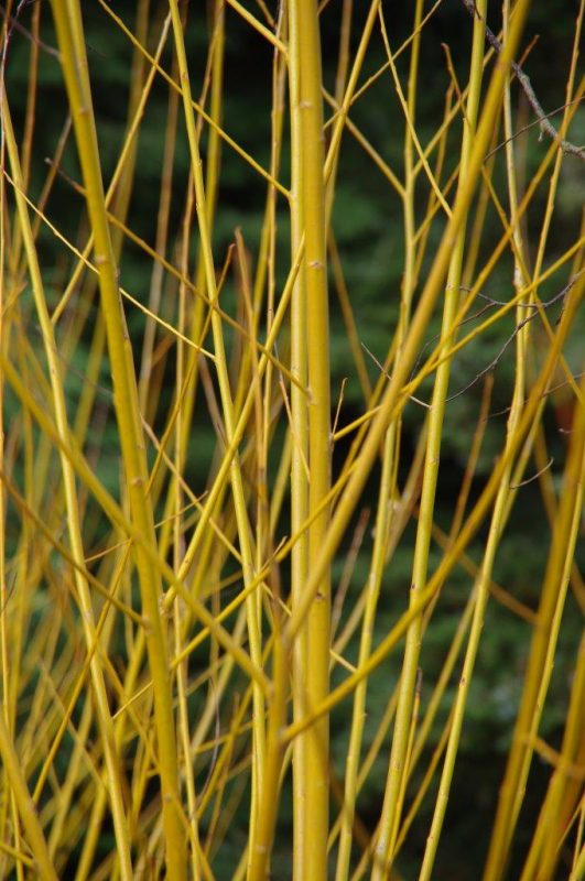 Salix alba 'Britzensis' © Isabelle van Groeningen