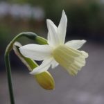 Narcissus 'Elka' © Isabelle van Groeningen