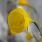 Narcissus bulbocodium © Isabelle van Groeningen