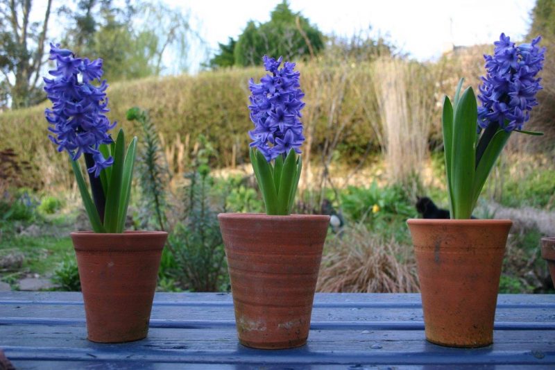 Hyacinth 'Delft Blue' trio © Isabelle Van Groeningen