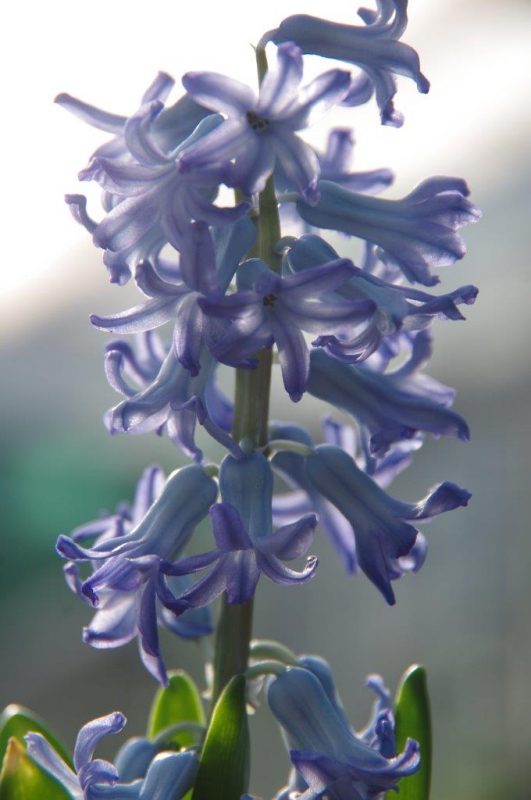 Hyacinthus 'Blue Festival © Isabelle Van Groeningen