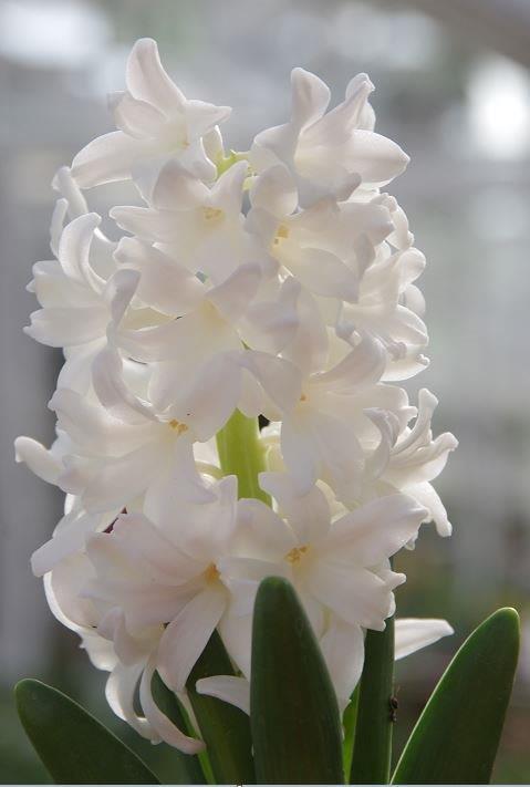 Hyazinten - Hyacinthus 'Carnegie' © Isabelle Van Groeningen
