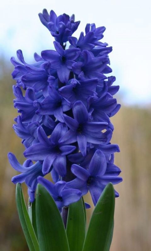 Hyazinthen - Hyacinthus 'Delft Blue' © Isabelle Van Groeningen