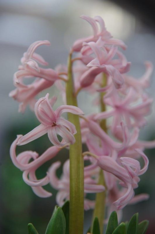 Hyazinthen - Hyacinthus 'Pink Festival' © Isabelle Van Groeningen