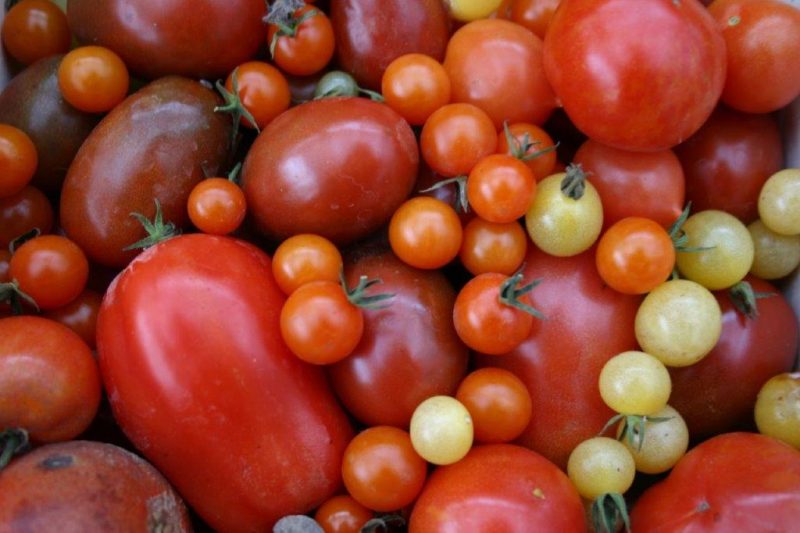 Tomatenvielfalt © Isabelle Van Groeningen