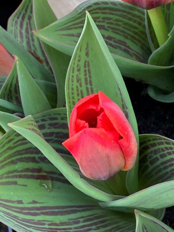 Tulpen - Tulipa 'Show Winner' 3