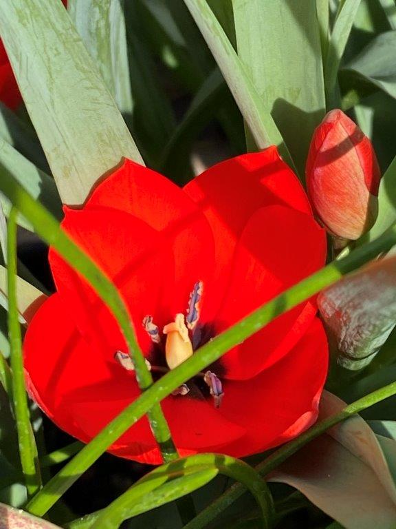 Tulpen - Tulipa batalinii 'Red Gem'