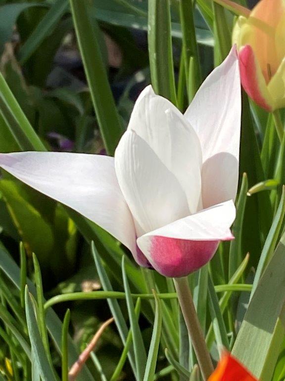 Tulipa clusiana 'Peppermintstick' 2