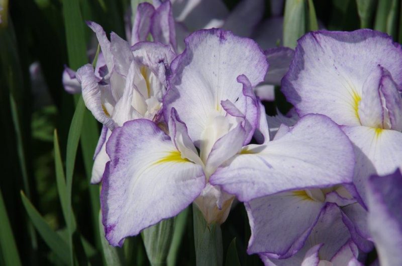 Iris ensata 'Gracieuse' © Isabelle Van Groeningen