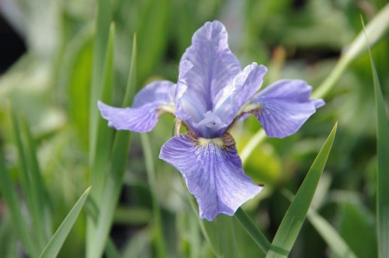 Iris sibirica 'Strandperle' © Isabelle Van Groeningen
