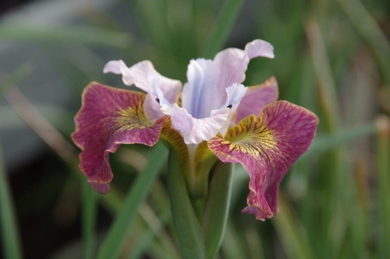 Iris sibirica 'Sugar Rush' © Isabelle Van Groeningen