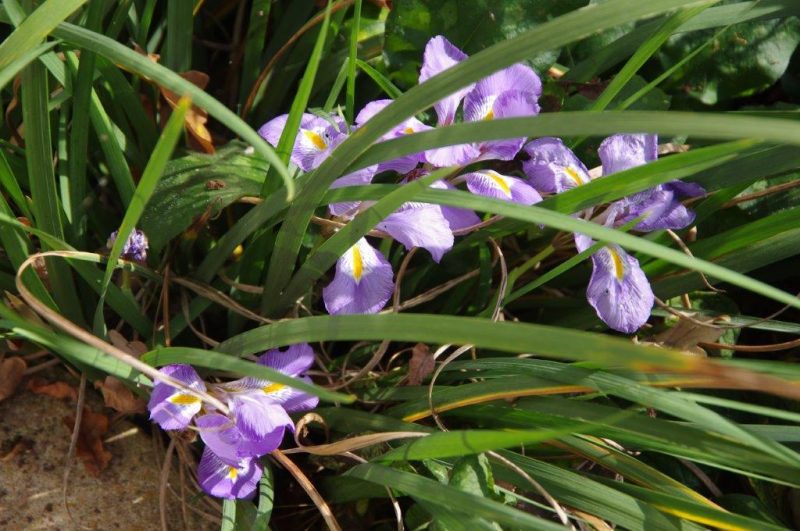 Iris unguicularis © Isabelle Van Groeningen